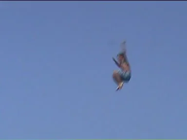 Ein Springer in kompakter Flughaltung vor blauem Himmel